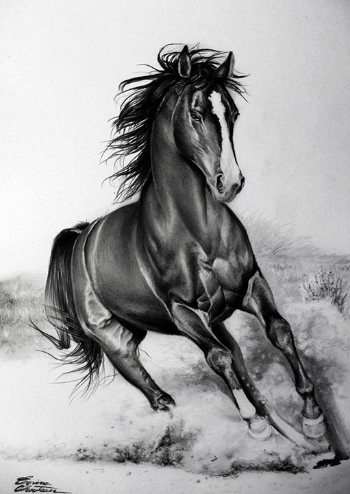 511x720 running horse pencil drawing horses, horse pencil drawing - Horse Drawing Running
