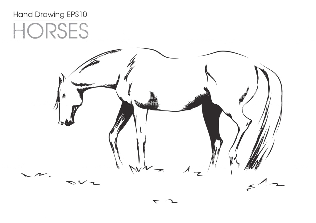 1024x723 How To Draw A Horse Easy Step - Horse Drawing Step By Step