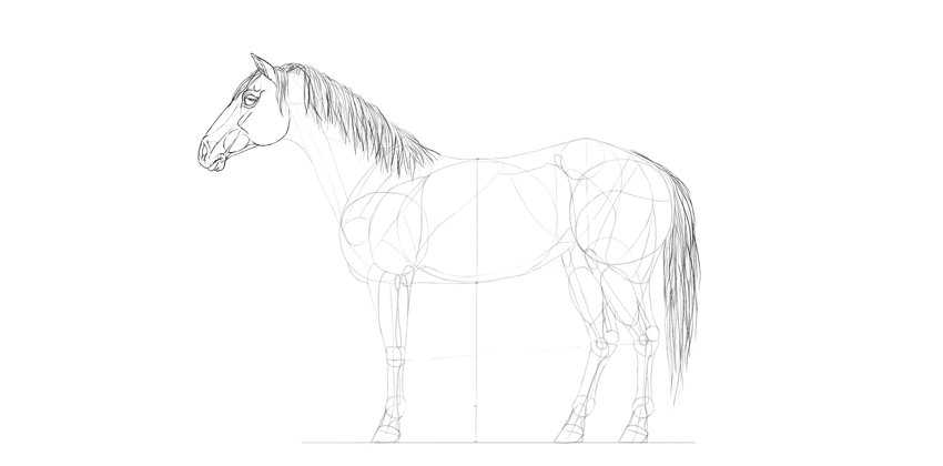 850x420 How To Draw A Horse Step - Horse Drawing Step By Step