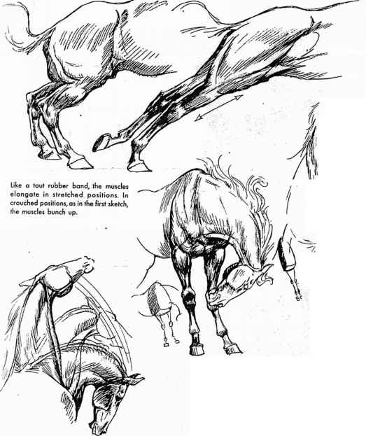 523x623 Muscle Action - Horse Drawing Step By Step