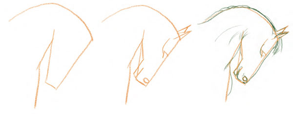 600x233 Drawing Horses, Draw A Horse's Face In Steps - Horse Drawing Step By Step