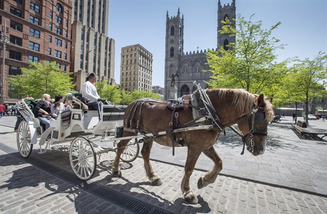 650x426 Horse Drawn Carriages Draw Controversy Across Canada Why Are - Horse Drawn Carriage Drawing
