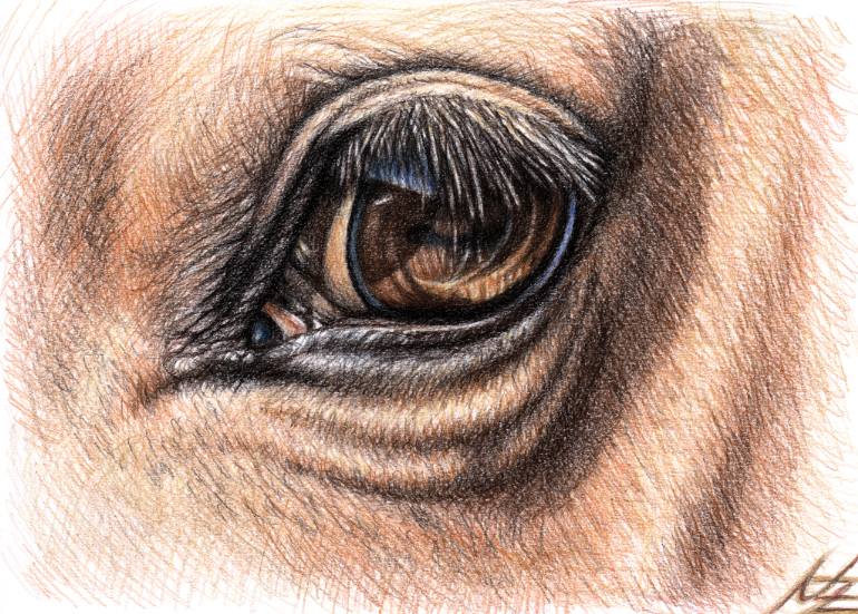 770x551 Horse Eye Drawing - Horse Eye Drawing