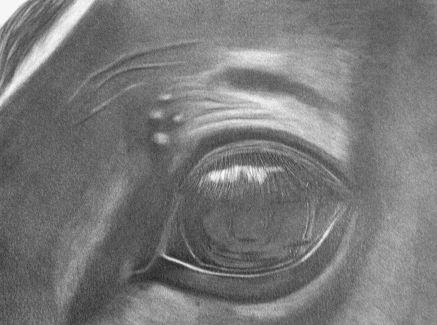 900x669 Horse Eye Drawing - Horse Eye Drawing