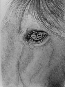 224x300 Horse Eye Drawings - Horse Eye Drawing