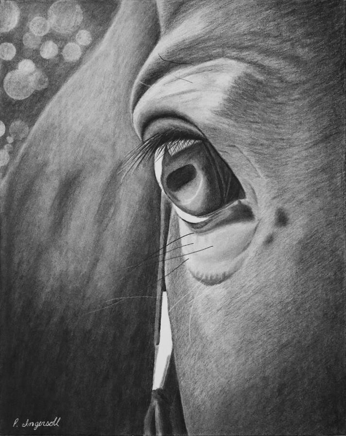 713x900 Horse Eye Study Drawing - Horse Eye Drawing