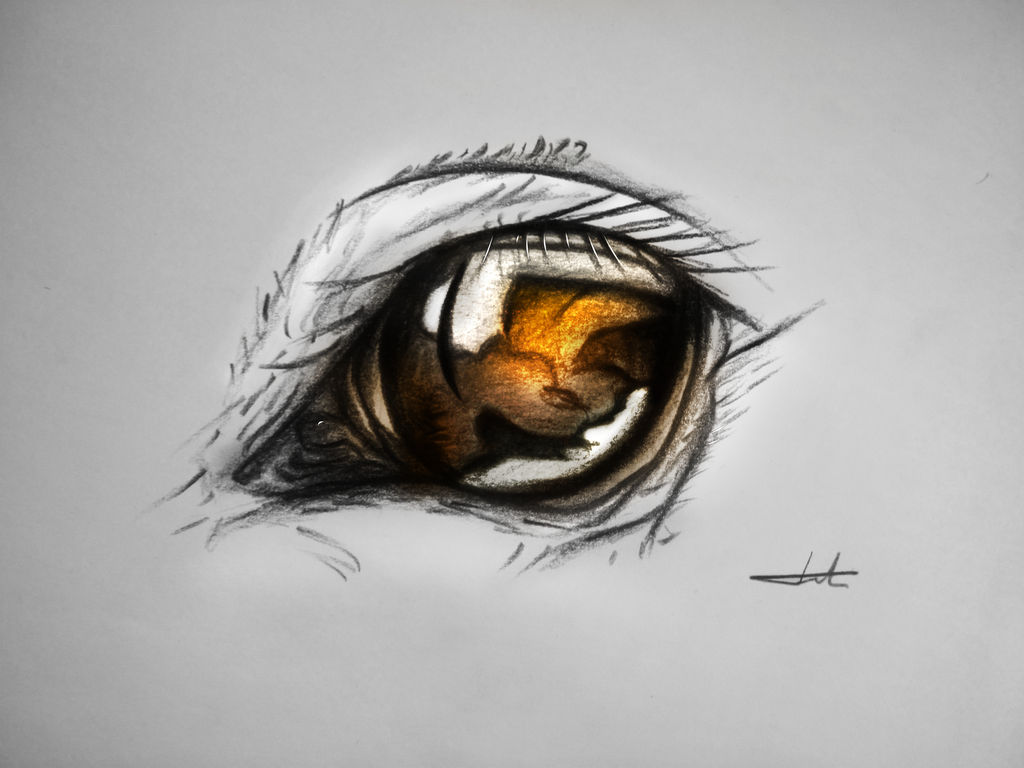 1024x768 Horse Eye - Horse Eye Drawing