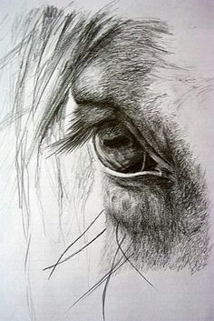 236x353 Horse Eye Animals In Art In Horses, Drawings, Horse Drawings - Horse Eye Drawing
