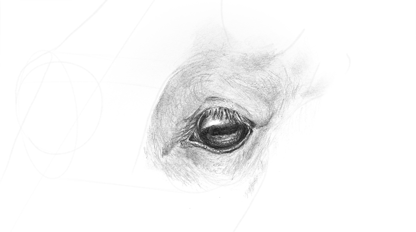 850x473 How To Draw Animal Eyes - Horse Eye Drawing