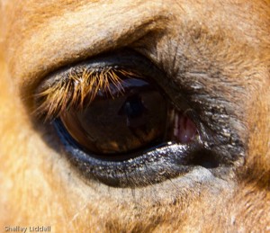 300x259 How To Draw Horse Eyes Part - Horse Eye Drawing