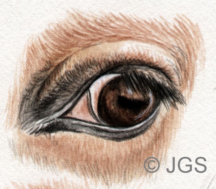 700x614 Perfect Your Horse Drawings With A Guide On How To Draw Eyes - Horse Eye Drawing