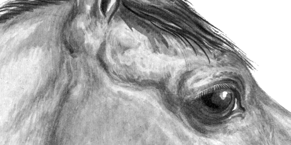 600x300 The Equine Eye Small Farmer's Journal - Horse Eye Drawing