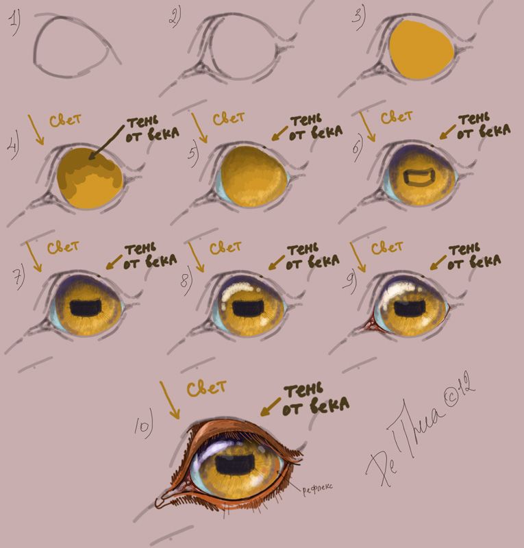 765x800 Tutorial How To Draw The Eye Of Horse - Horse Eye Drawing