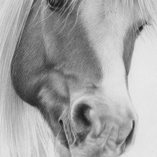 500x500 you'll never think of drawing a horse the same way - Horse Eye Drawing