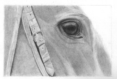 489x333 Horse - Horse Eye Drawing