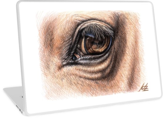 558x400 Horse Eye - Horse Eye Drawing