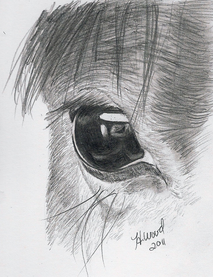 725x943 Horse Eye Drawing In Pencil - Horse Eye Drawing