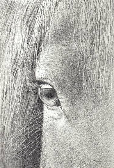 375x549 Horse Eye Drawing - Horse Eye Drawing