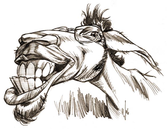 584x452 Horse Face Drawing - Horse Face Drawing