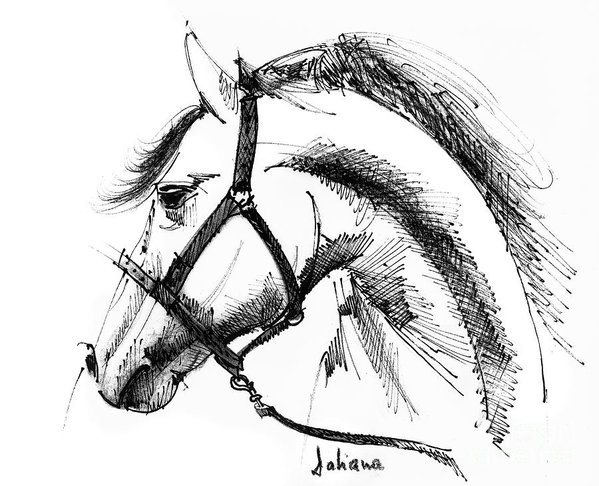 599x486 Horse Face Ink Sketch Drawing Poster - Horse Face Drawing