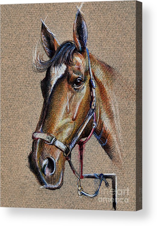 521x750 Horse Face - Horse Face Drawing