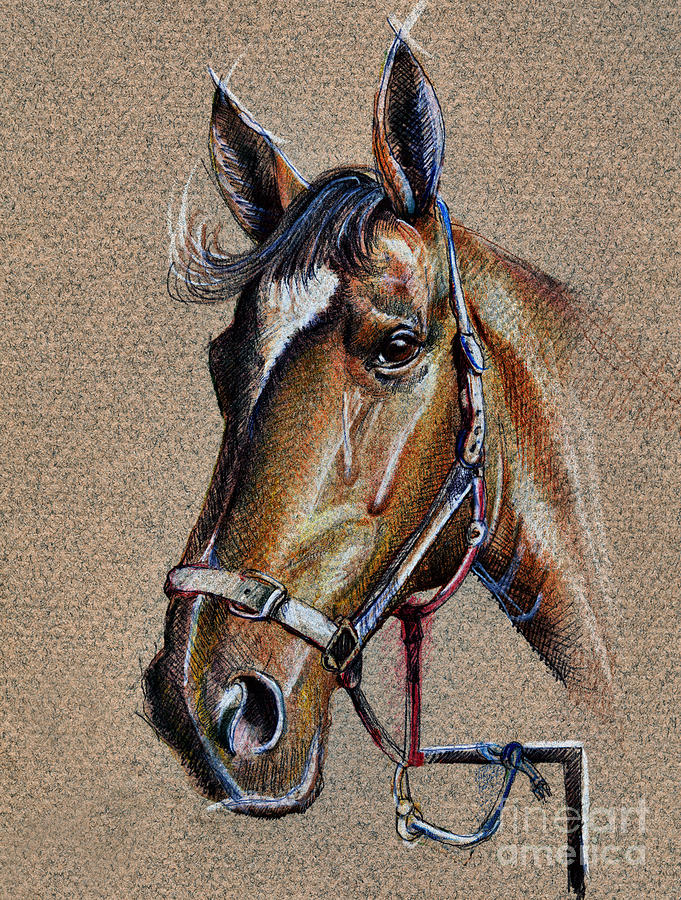 681x900 Horse Face - Horse Face Drawing