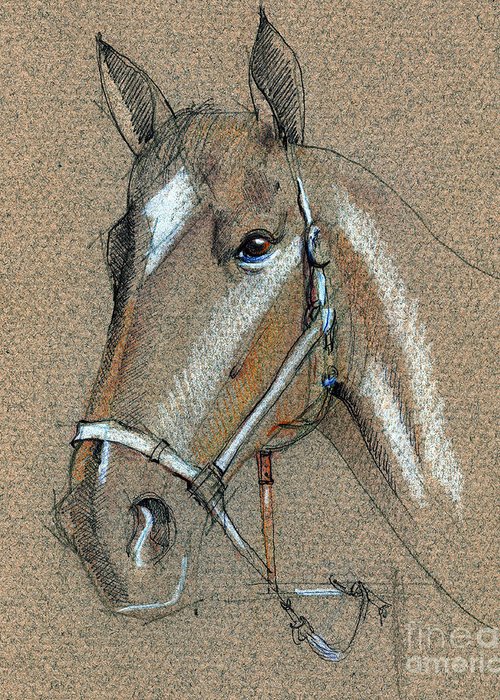 500x700 Horse Face Drawing Greeting Card For Sale - Horse Face Drawing
