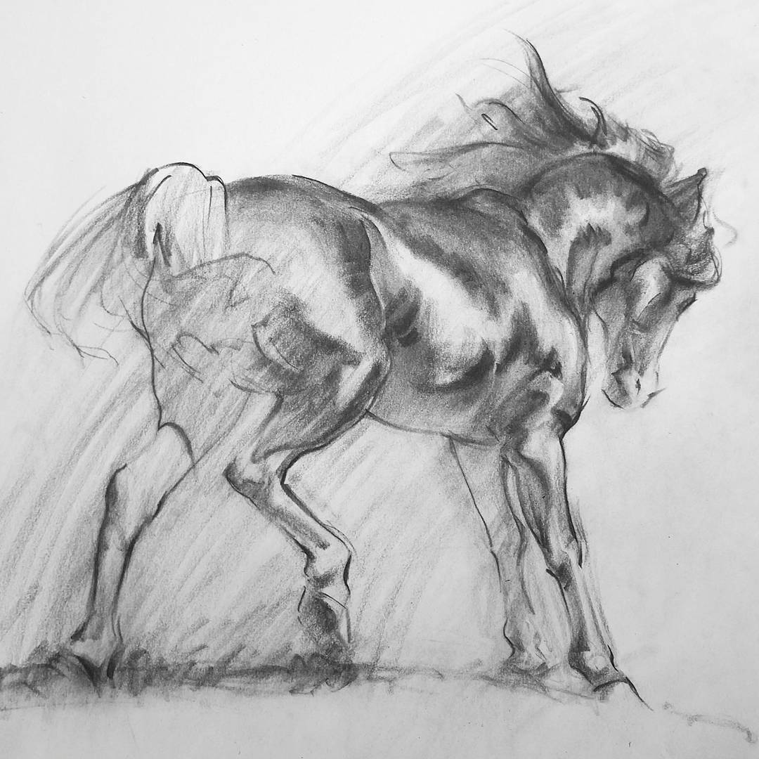 1080x1080 Horse Drawings, Charcoal Pencil - Horse Figure Drawing