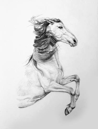 375x492 Spanish Horse Pencil Drawing Drawing - Horse Figure Drawing