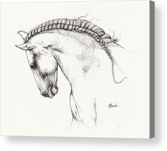 665x602 Andalusian Horse Drawing Acrylic Print - Horse Figure Drawing