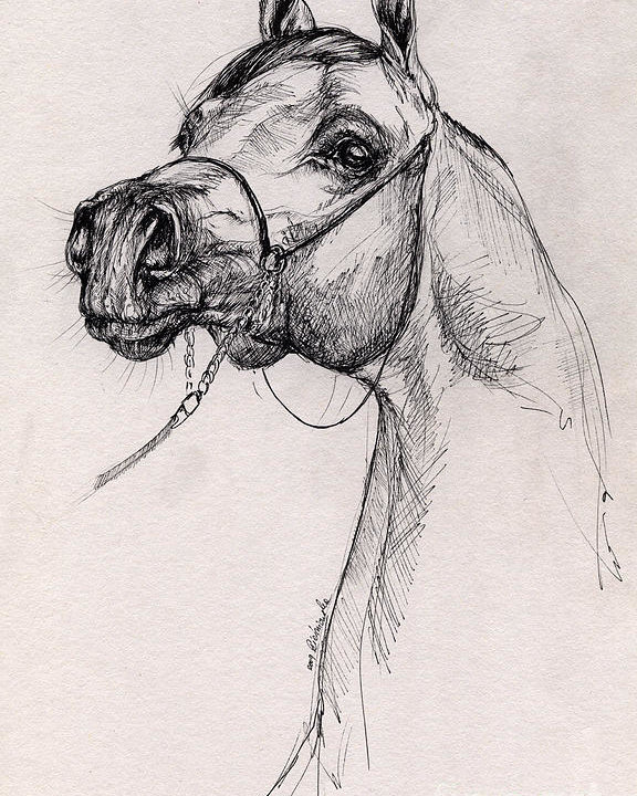 576x720 Arabian Horse Drawing Poster - Horse Figure Drawing