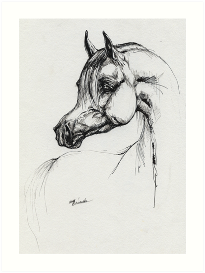 413x549 Arabian Horse Drawing Art Prints - Horse Figure Drawing