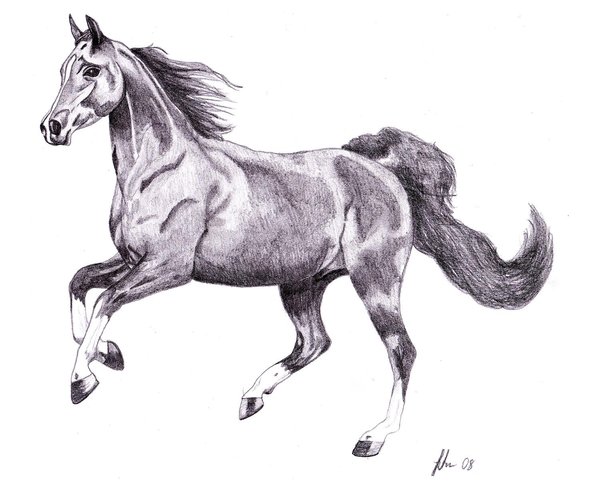 600x486 Galloping Horse Drawing - Horse Galloping Drawing