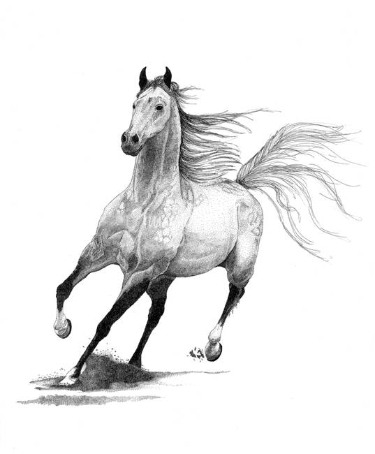 Horse Galloping Drawing at Explore collection of