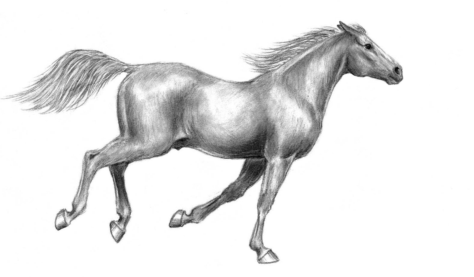 Top How To Draw A Galloping Horse in 2023 Learn more here 