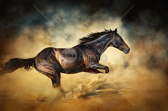 647x431 Black Stallion Horse Galloping Like A Devil - Horse Galloping Drawing