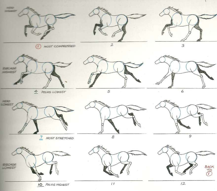 880x773 Horse Gallop Animal Drawings Horse Drawing Tutorial, Horses - Horse Galloping Drawing