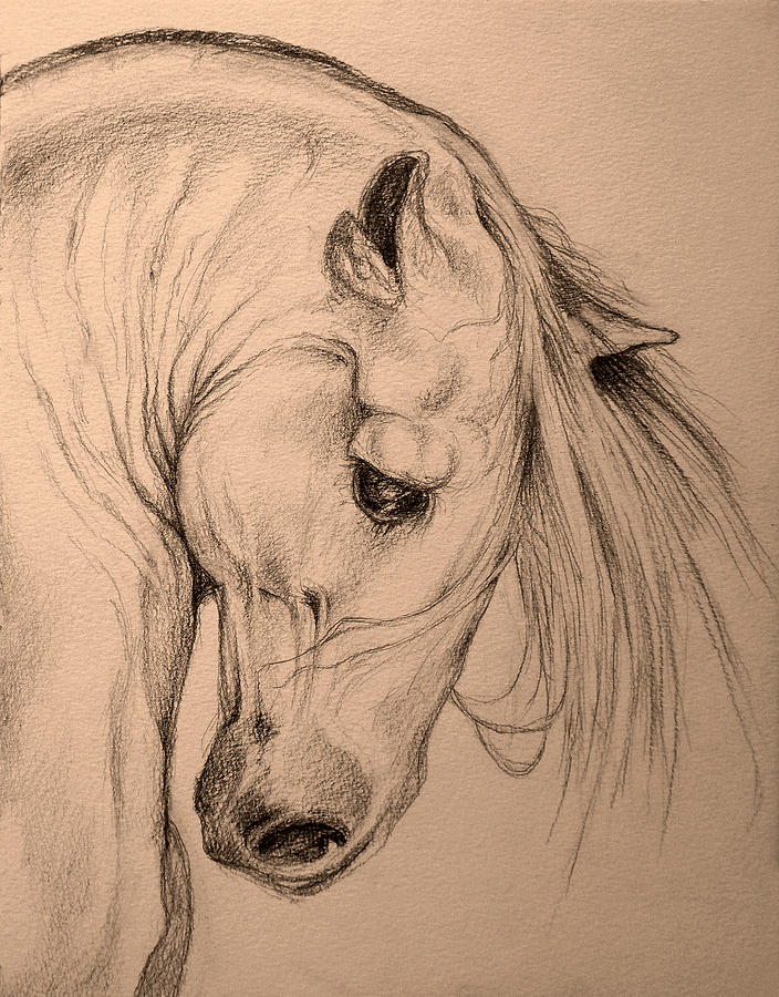704x900 Horse Head Drawing - Horse Head Drawing