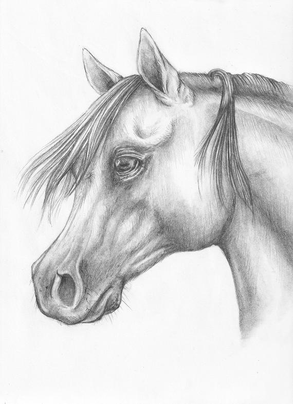 Horse Head Drawing at PaintingValley.com | Explore collection of Horse ...