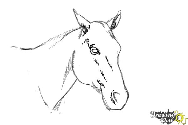 600x400 How To Draw A Horse Head - Horse Head Drawing