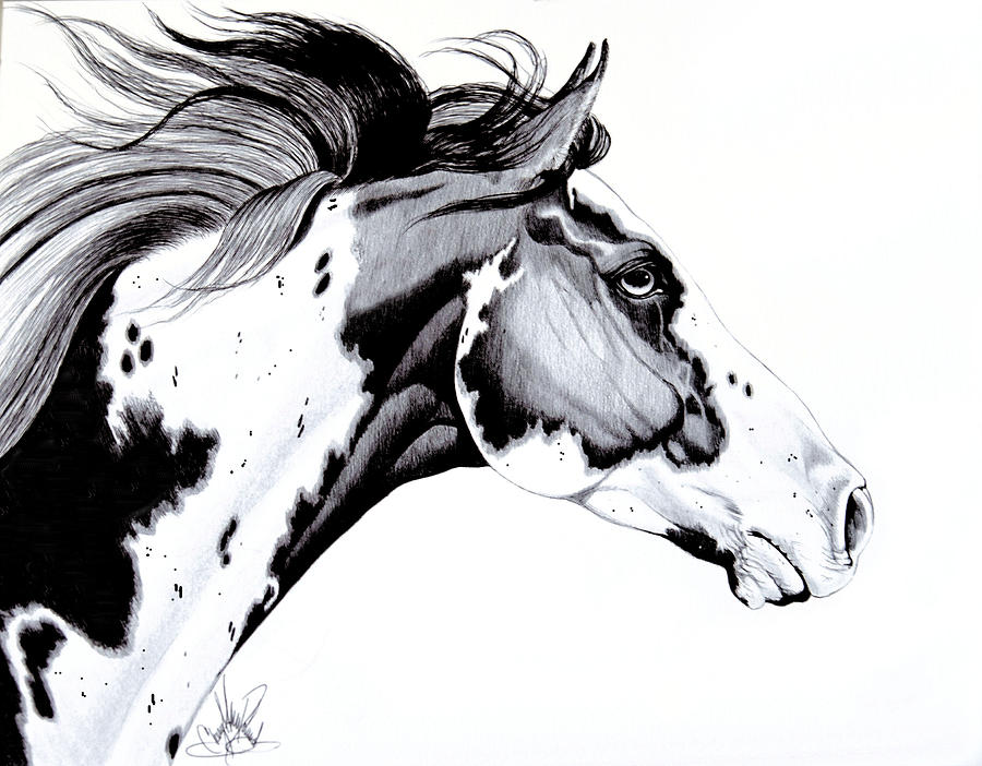 900x702 Overo Paint Horse Drawing - Horse Head Drawing