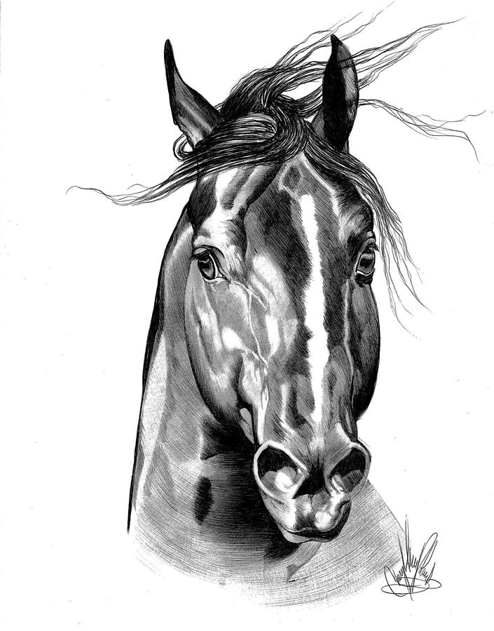 705x900 quarter horse head shot in bic pen drawing - Horse Head Drawing