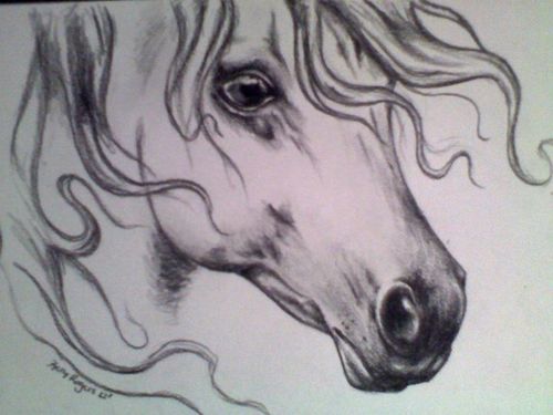 500x375 Arabian Horse Head Drawing Discovered - Horse Head Drawing