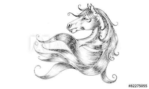 500x300 Horse Head Drawing - Horse Head Drawing