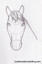 150x225 How To Create A Horse Head Drawing Using Pencil Step - Horse Head Drawing Easy