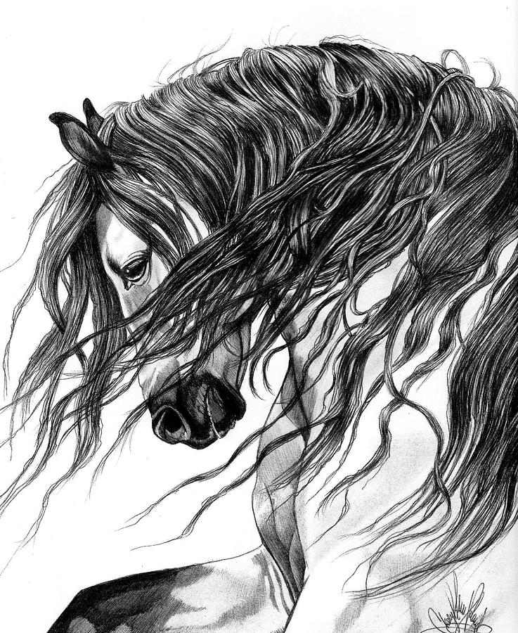 Horse Head Front View Drawing At Paintingvalley.com 