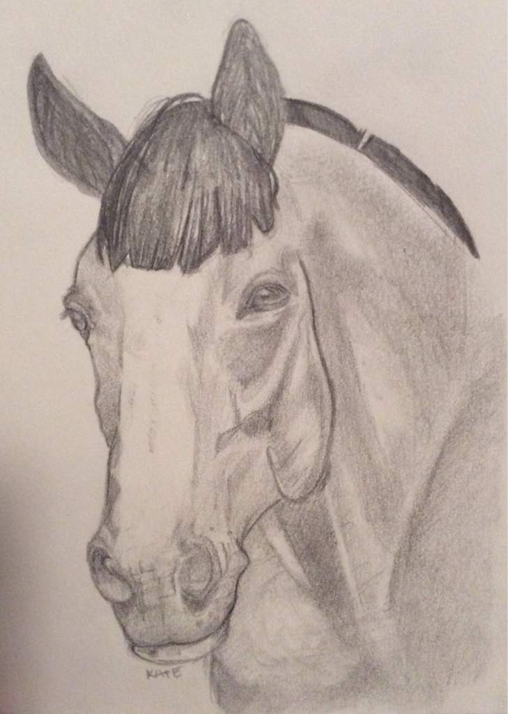 729x1024 horse head drawing tutorial equestrian amino - Horse Head Drawing Pictures