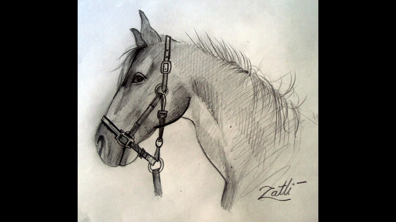 1280x720 How To Draw A Horse Head - Horse Head Drawing Pictures
