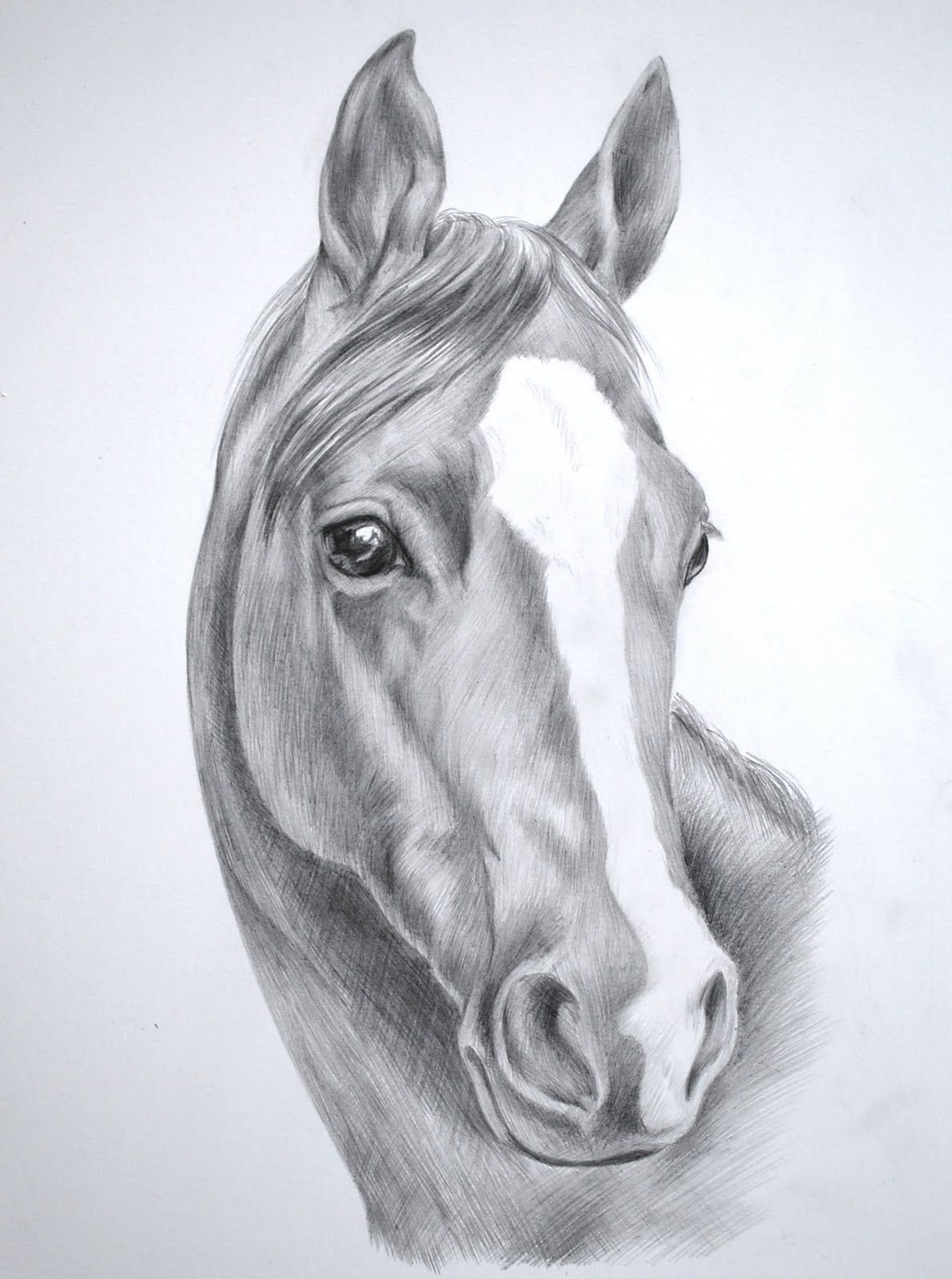 1191x1600 Images For Gt Wild Horse Drawings In Pencil Art Drawings, Horse - Horse Head Drawing Pictures