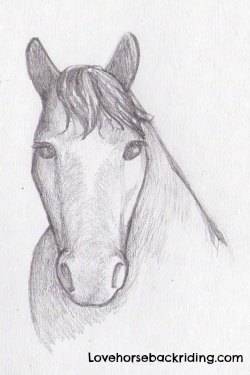 250x375 Create A Horse Head Drawing - Horse Head Drawing Pictures